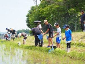 ★☆田んぼの生きもの観察会☆★